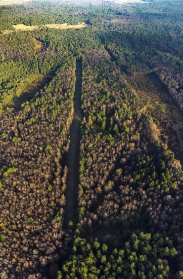Aerial view of the forest area at Hasenberg with tree clearing in the district Lochtrup in Haltern
