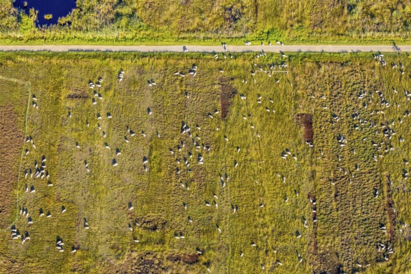 Aerial photograph, Großes Torfmoor, Gehlenbeck, sheep, flock of sheep, Hille, Lübbecke,