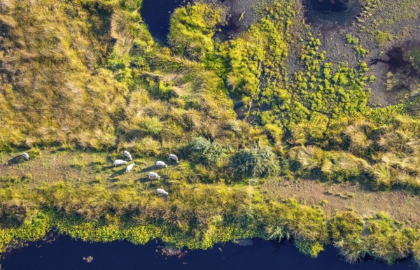 Aerial photo, Großes Torfmoor, Gehlenbeck, Hille, Lübbecke, Ostwestfalen-Lippe, OWL, North