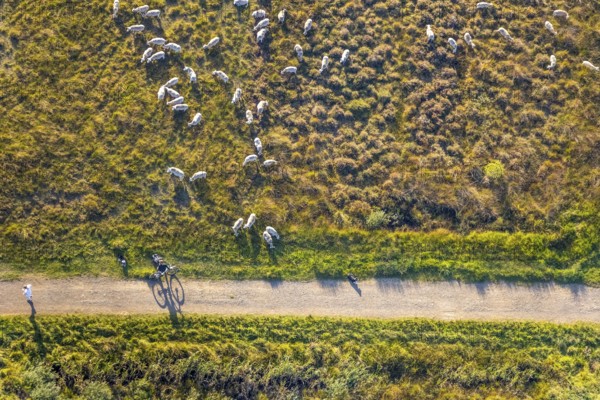 Aerial photograph, Großes Torfmoor, Gehlenbeck, sheep, flock of sheep, Hille, Lübbecke,