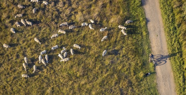 Aerial photograph, Großes Torfmoor, Gehlenbeck, sheep, flock of sheep, Hille, Lübbecke,