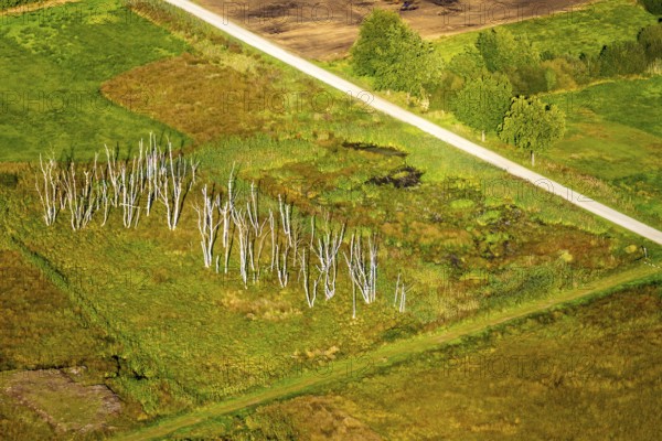 Aerial photograph, Großes Torfmoor, Gehlenbeck, dead wood, Hille, Lübbecke, Ostwestfalen-Lippe,