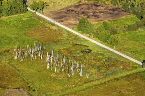 Aerial photograph, Großes Torfmoor, Gehlenbeck, dead wood, Hille, Lübbecke, Ostwestfalen-Lippe,