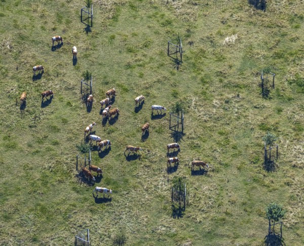 Aerial view, cows, cattle on pasture, near Münsterstraße and St.Josef senior centre, Hamm, Ruhr