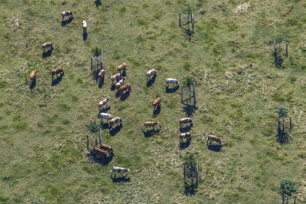 Aerial view, cows, cattle on pasture, near Münsterstraße and St.Josef senior centre, Hamm, Ruhr