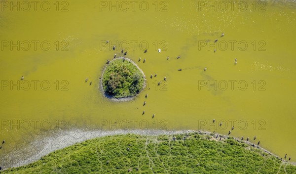 Aerial view, pond with island and water birds in the Lippe floodplains, Hamm, Ruhr area, North