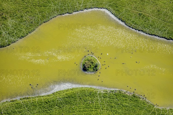 Aerial view, pond with island and water birds in the Lippe floodplains, Hamm, Ruhr area, North