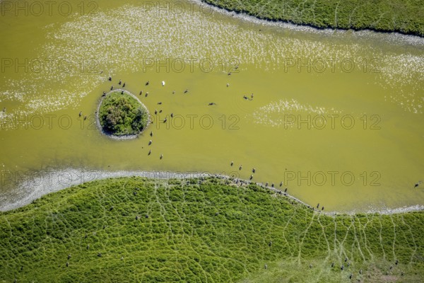 Aerial view, pond with island and water birds in the Lippe floodplains, Hamm, Ruhr area, North