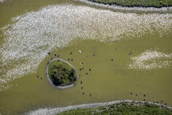 Aerial view, pond with island and water birds in the Lippe floodplains, Hamm, Ruhr area, North
