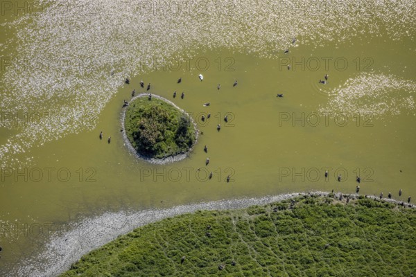 Aerial view, pond with island and water birds in the Lippe floodplains, Hamm, Ruhr area, North