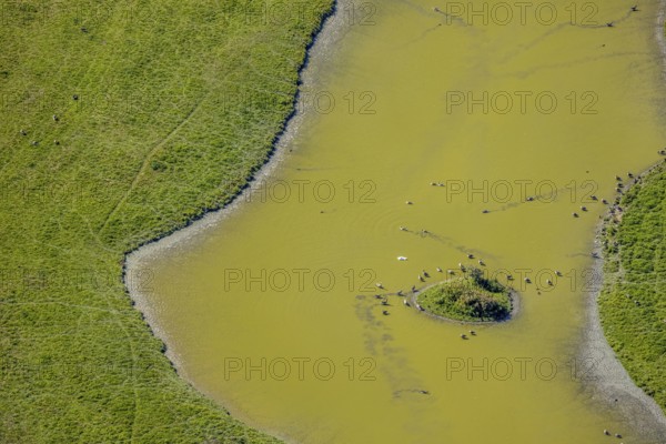 Aerial view, pond with island and water birds in the Lippe floodplains, Hamm, Ruhr area, North
