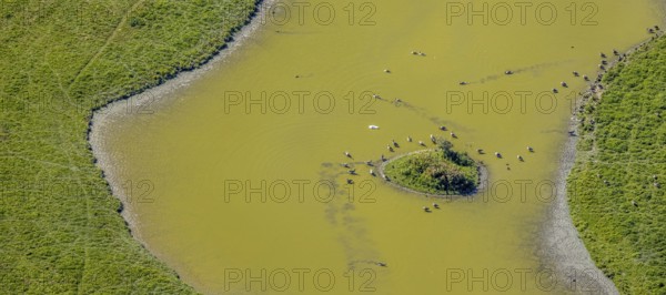 Aerial view, pond with island and water birds in the Lippe floodplains, Hamm, Ruhr area, North