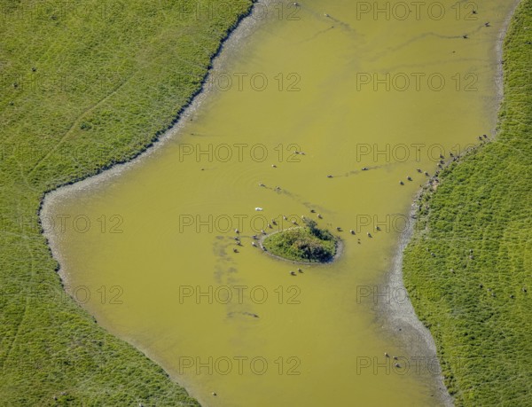 Aerial view, pond with island and water birds in the Lippe floodplains, Hamm, Ruhr area, North