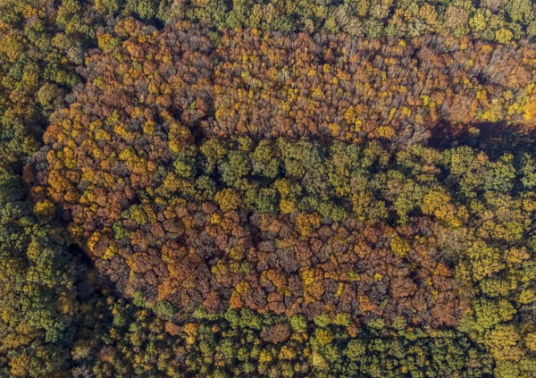 Aerial view, Hüls Wald Caldenhofer Weg, Rhynern, Hamm, Ruhr area, North Rhine-Westphalia, Germany,