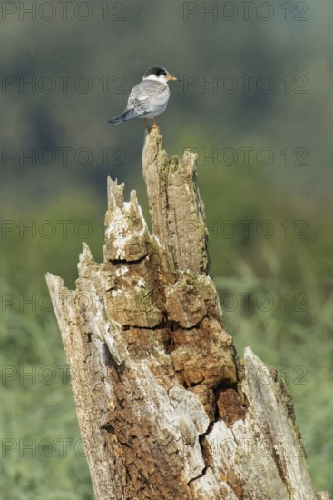 Common tern young bird sitting on tree stump looking right, Hofdorf, Bavaria, Germany