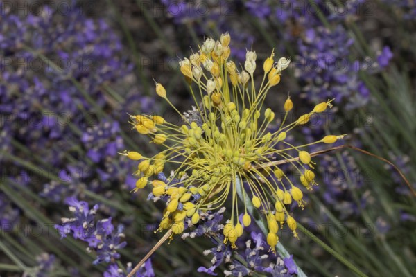 Yellow leek inflorescence with many yellow flowers in front of purple flowers, Buchhofen, Bavaria,