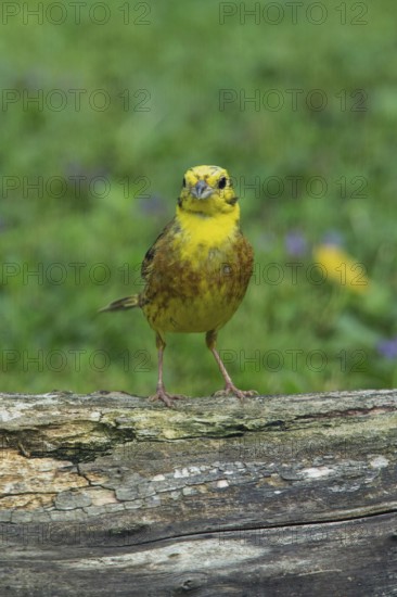 Yellowhammer standing on tree trunk in green grass looking from the front, Buchhofen, Bavaria,