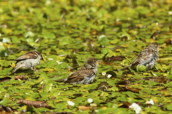 Tree sparrow three birds sitting on aquatic plants seeing differently, Buchhofen, Bavaria, Germany