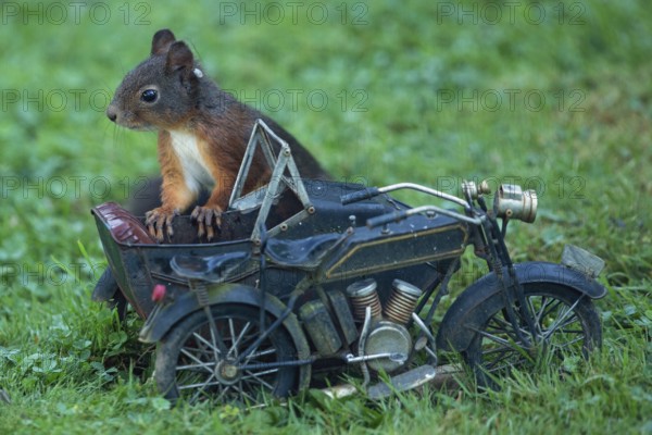 Squirrel leaning on motorcycle in green grass looking left, Buchhofen, Bavaria, Germany