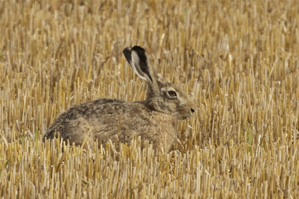 Hare sitting right looking in Stoppelfeld, Einmuss, Bavaria, Germany