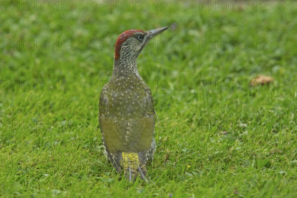 Green woodpecker looking young bird standing in green grass from back right, Buchhofen, Bavaria,