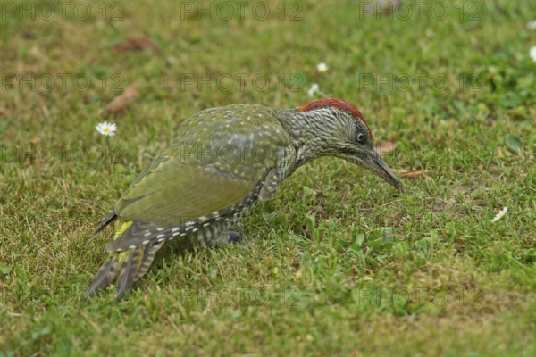 Green woodpecker young bird standing in green grass looking on the right, Buchhofen, Bavaria,