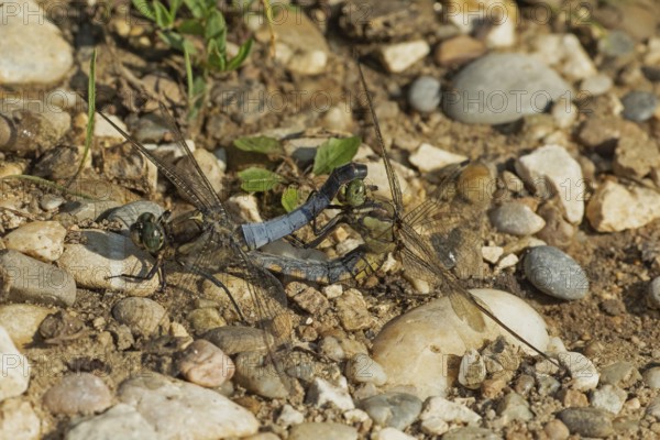 Large blue arrow male and female looking differently when mating on stones, Pfatter, Bavaria,