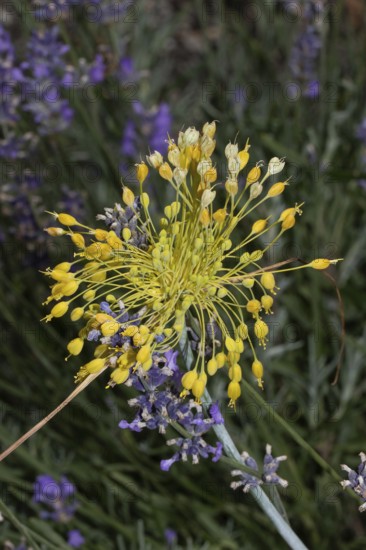 Yellow leek inflorescence with many yellow flowers in front of purple flowers, Buchhofen, Bavaria,