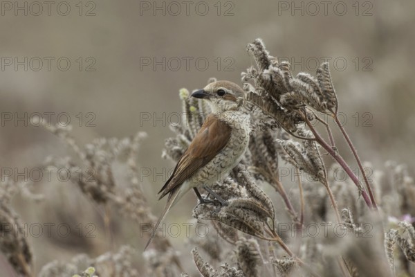 Red-backed shrike young bird sitting on brown fruit stands looking back from the front left,