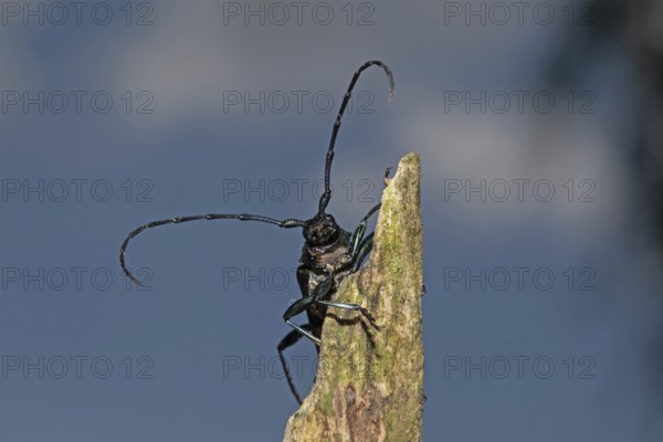 Muskbuck hanging from a tree stump looking from the front against blue sky and white clouds,