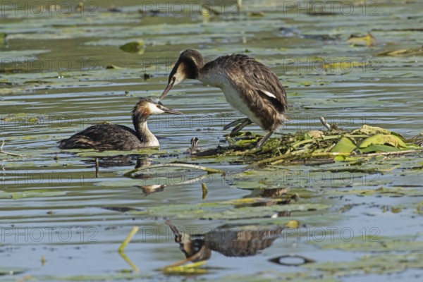 Grebe two adult birds with reflection next to nest with egg standing in water looking left and
