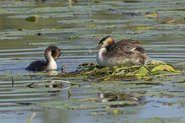 Grebe two adult birds with reflection sitting on nest looking left and swimming right seeing and
