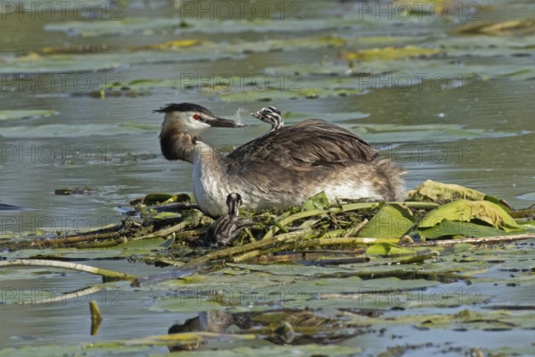 Grebe adult bird sitting in nest looking back with young bird in plumage sitting left looking at
