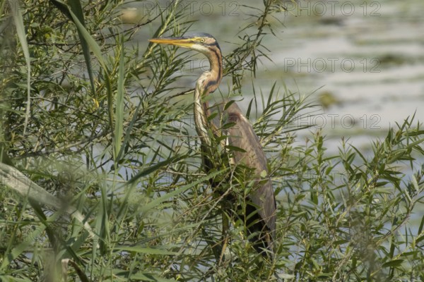 Purple heron standing in green willow bushes looking left in front of water, Pfatter, Bavaria,
