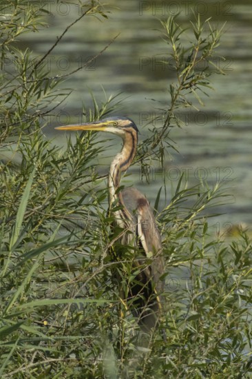 Purple heron standing in green willow bushes looking left in front of water, Pfatter, Bavaria,