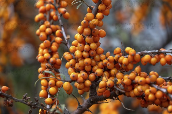 Ripe sea buckthorn fruits (Hippophae rhamnoides) on a bush, Darß, Mecklenburg-Western Pomerania,