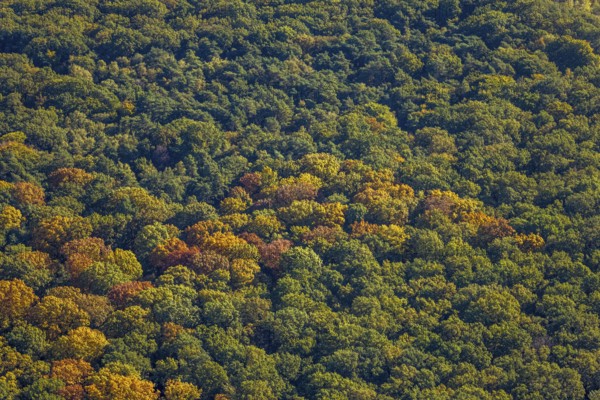 Aerial view, Pilsholz forest in autumn colors, Rhynern district, Hamm, Ruhr region, North