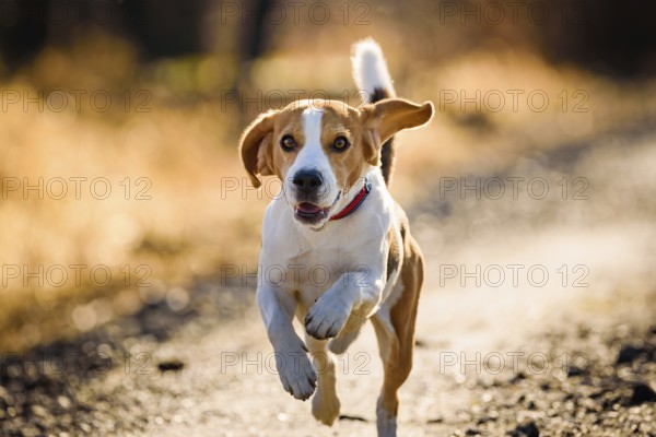 A vibrant beagle running on a sunlit path, Graz, Austria