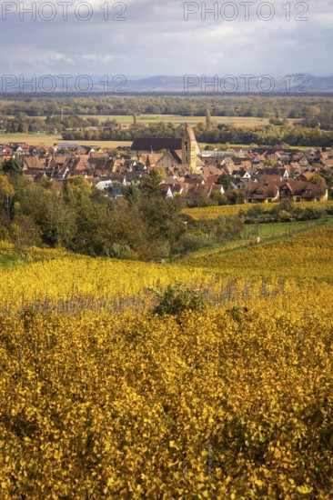 The village of Eguisheim along the Route des vins with vineyards and their autumn colors, Alsace,