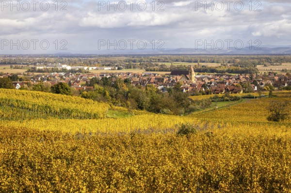 The village of Eguisheim along the Route des vins with vineyards and their autumn colors, Alsace,