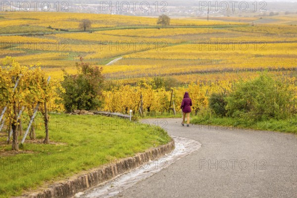 A lady is walking in the middle of vineyards along the Route des vins with autumn colors,
