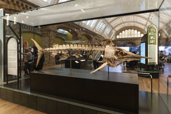 London, United Kingdom - 15 May 2025: Impressive marine life fossil exhibit inside the Natural