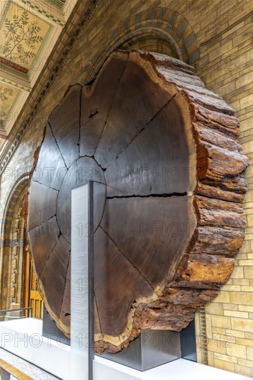 London, United Kingdom - 15 May 2025: Massive cross-section of a giant sequoia tree trunk on
