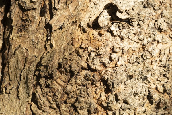 Raesfeld, NRW, Germany, Distressed tree bark showing rough texture, brown tones, and organic