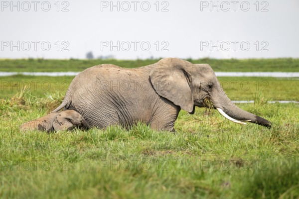 African elephant (Loxodonta africana), mother and young in Longinye Swamp, Amboseli National Park,