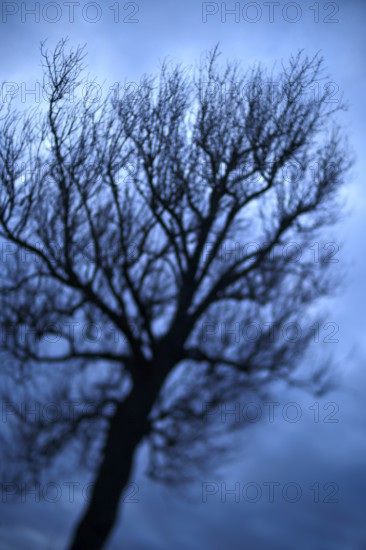 Big to small branches like a growing tree diagram highlighted by unsharp to sharp photography tilt