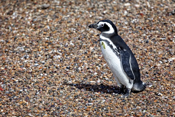 Single penguin on gravelly ground, The Magellanic Penguin (Spheniscus magellanicus) from Punta