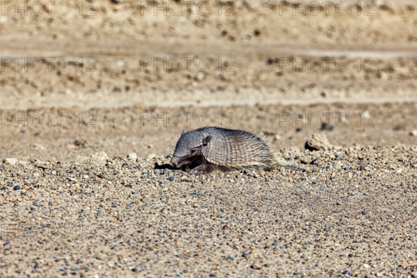 An armadillo lies on a sandy ground in the desert, the brown-bristled armadillo (Chaetophractus