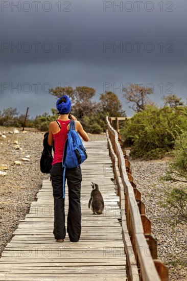 A woman with a blue backpack walks on a wooden path next to a penguin under a stormy sky, The
