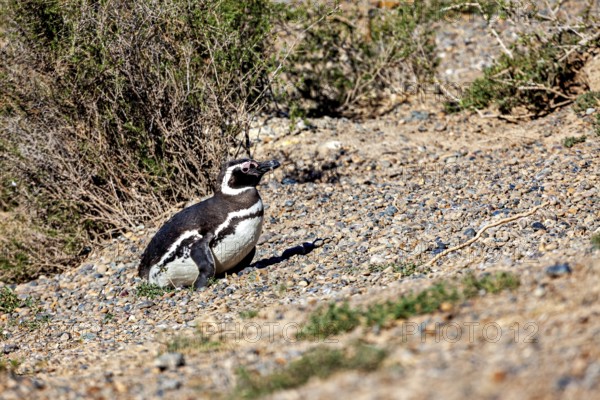 A single penguin sits quietly on earthy ground surrounded by shrubs, The Magellanic Penguin